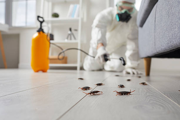 Commercial Kitchen Cockroach Control in Kihei